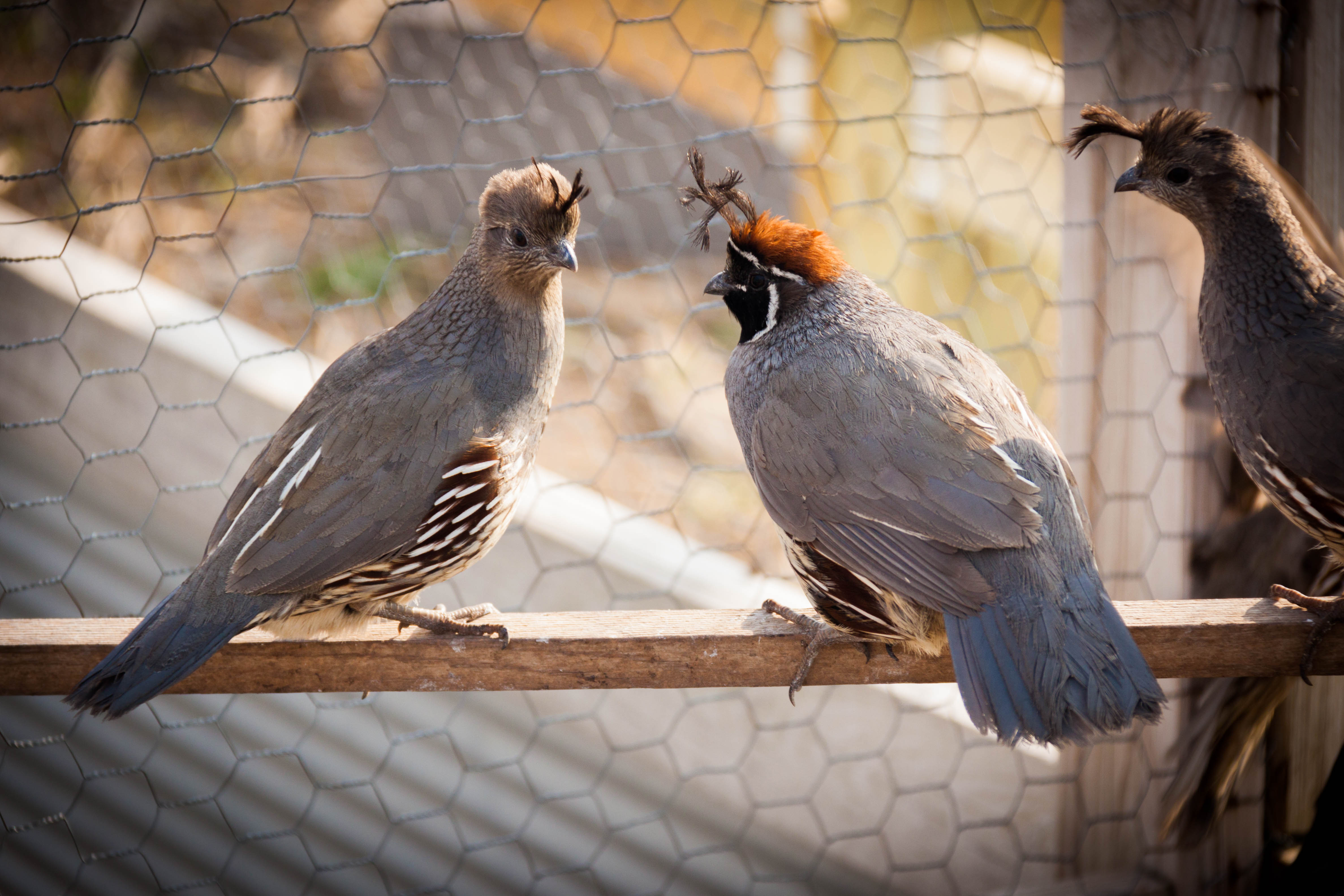 Bit Of San Quentin Quail Got Less And Incorrect Respecting A Handso