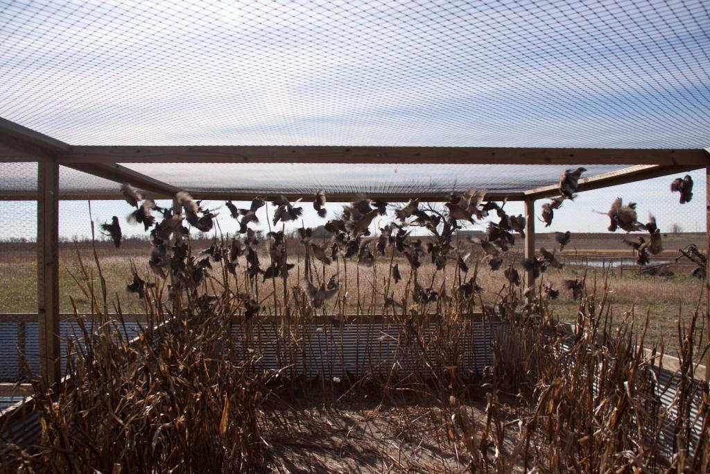 Buy Live Quail For Sale In Kansas | Kansas Game Birds